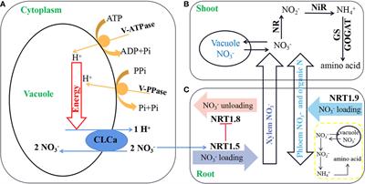 Reducing the Nitrate Content in Vegetables Through Joint Regulation of Short-Distance Distribution and Long-Distance Transport